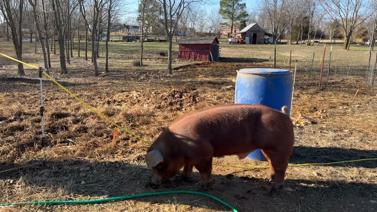 How to tell if a pig is in heat and letting our young boar loose!