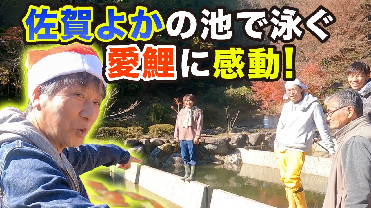 前川清  佐賀よかの池で泳ぐ愛鯉に感動！