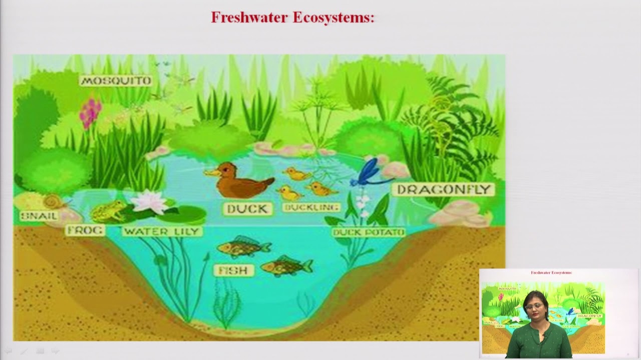 Ecosystems: Aquatic Ecosystems (Ponds, Streams, Lakes, Rivers, Oceans, Estuaries) Part-1