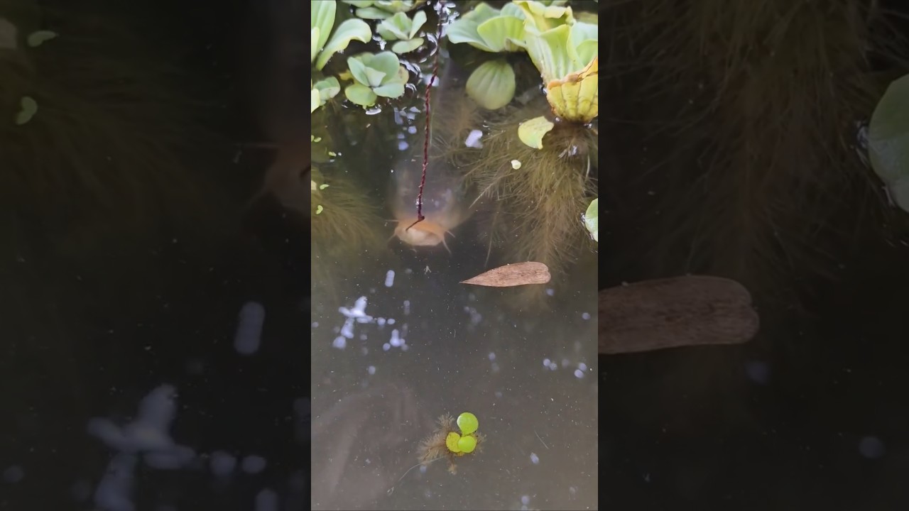 big carp fish #fishing #carpfish #freshwaterfish #goldencarp #hugefish