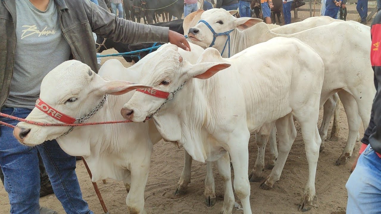 Feira de gado Capoeiras-PE 28/11/25 muito #boi e #vaca 