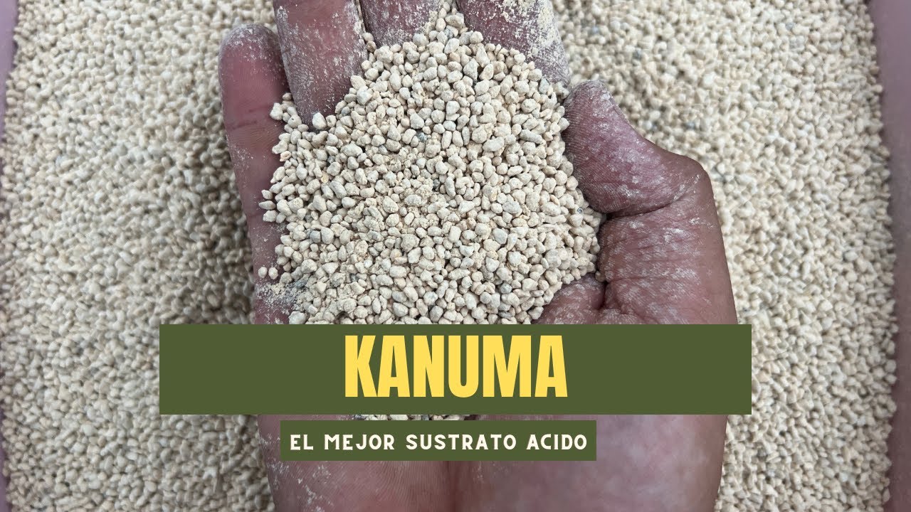 Todo sobre la Kanuma: El Sustrato Esencial para Bonsáis Acidófilos