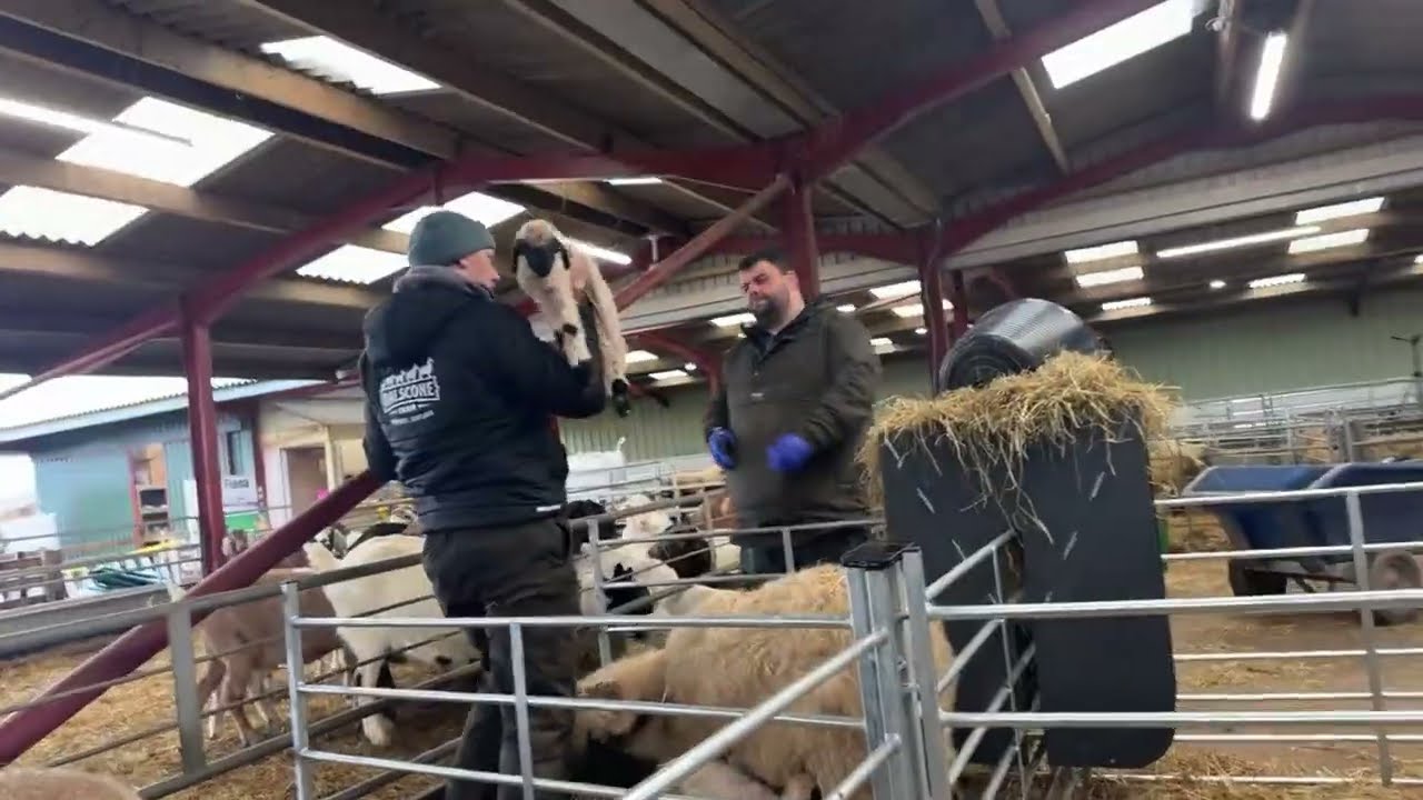 🚨Live Birth! We have a Suffolk down pushing!