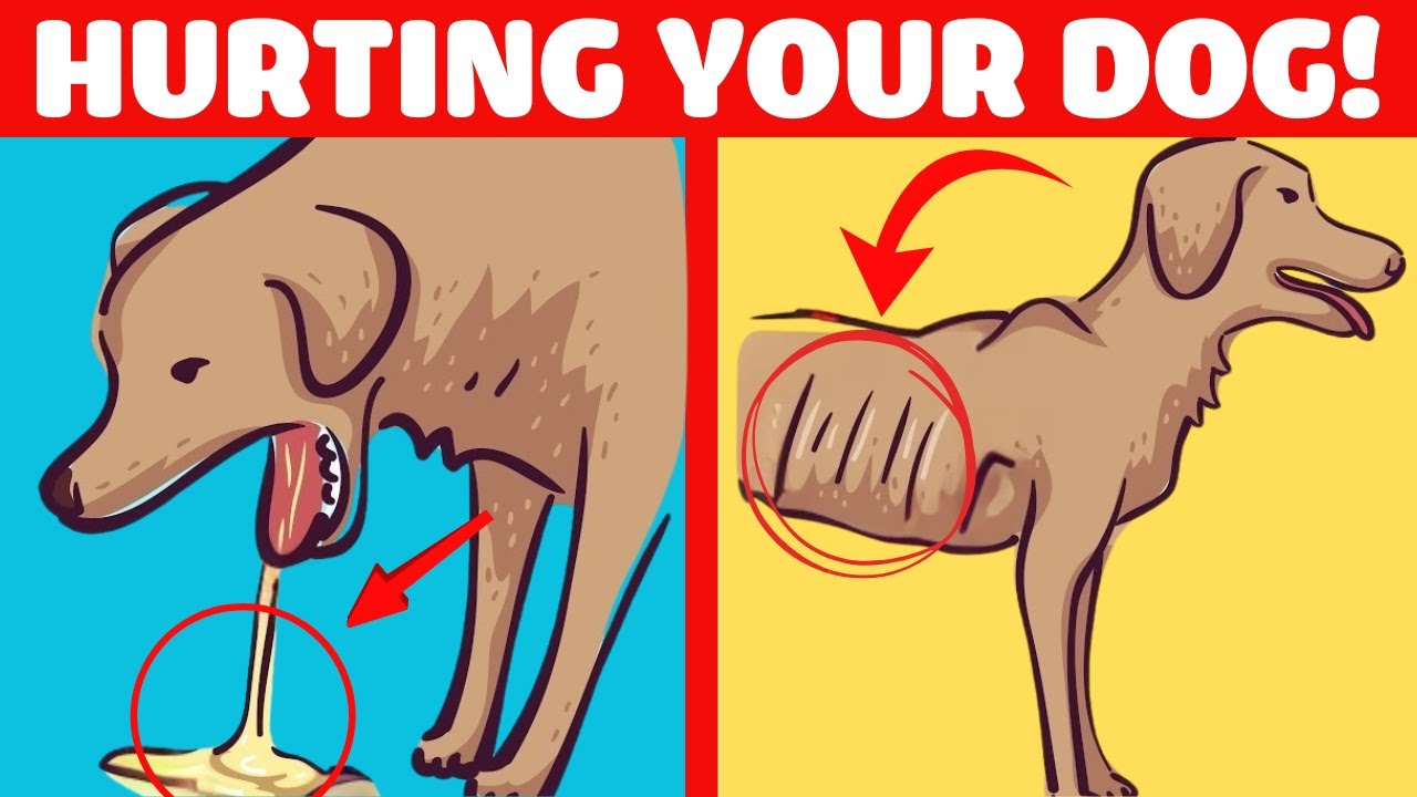 9 Common Deadly Mistakes When Raising a Dog That You Might Be Making!