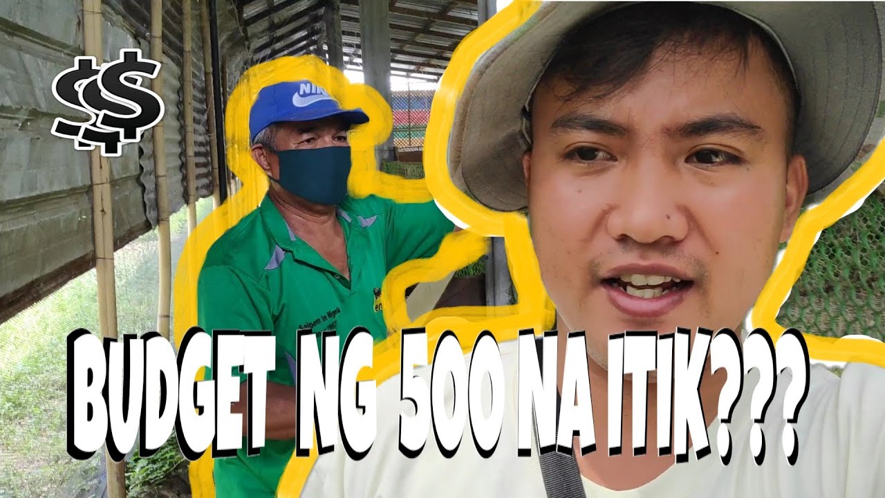 EP15 - MAGKANO BUDGET 500 TO 700 ITIK Duck Layer Farming by KaDucks Part 1