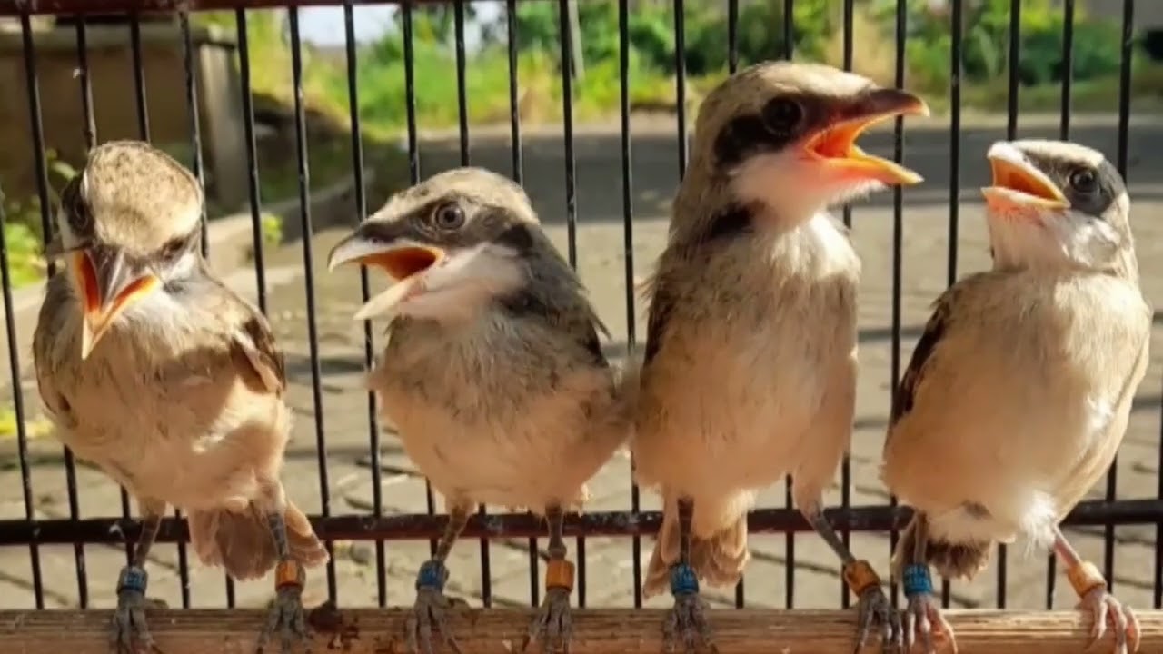 METODE PEMASTERAN SAMBIL PENJEMURAN #ternakcendet #bodbodcendet #masteran #bodbodcendet #burung