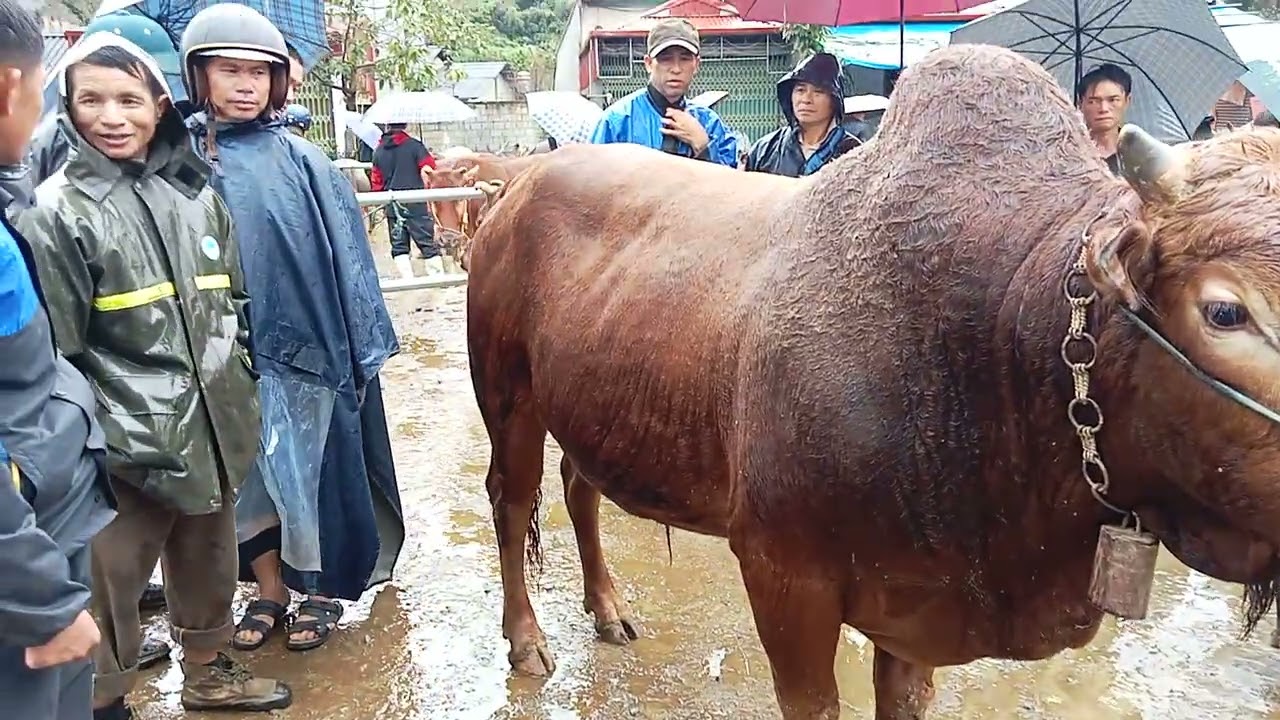 Chưa thấy bò to thế này bao giờ 