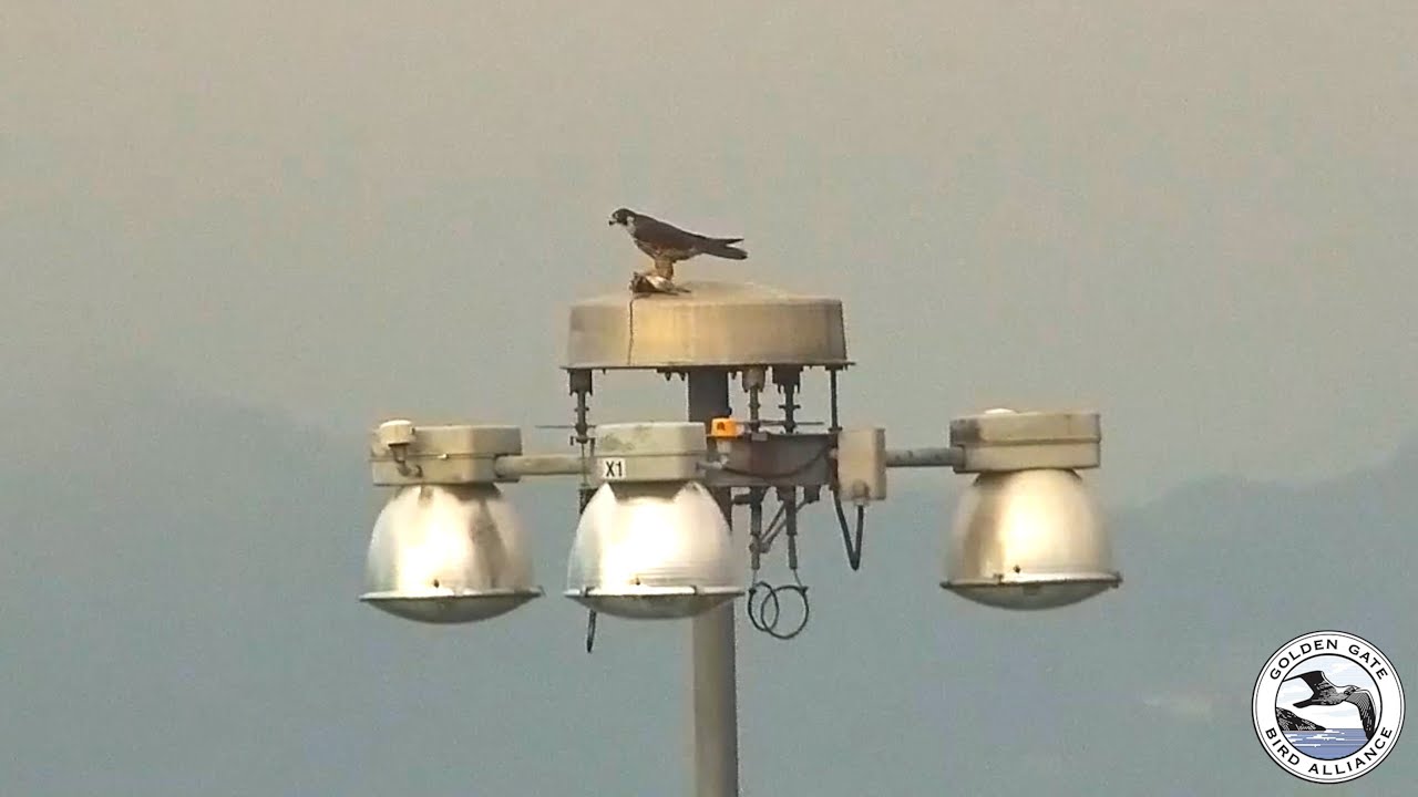 Peregrine Falcon sightings | Jan 4, 2026