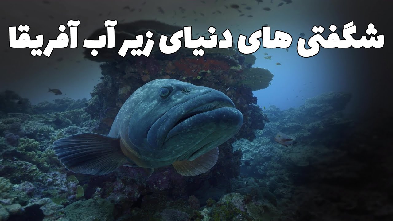 شگفتی های دنیای زیر آب آفریقا - قسمت اول