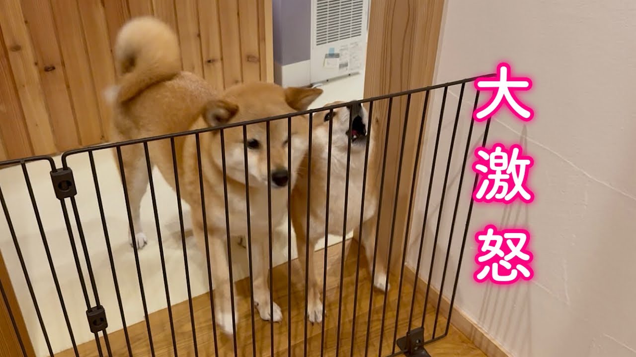 あまりにも遅いパパの帰宅に大激怒する柴犬が可愛い