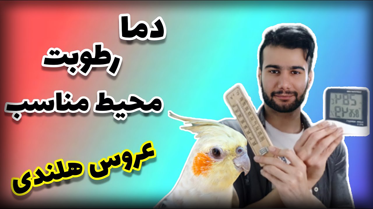 دما و رطوبت مناسب برای جوجه کشی و نگهداری عروس هلندی + محیط مناسب برای آنها