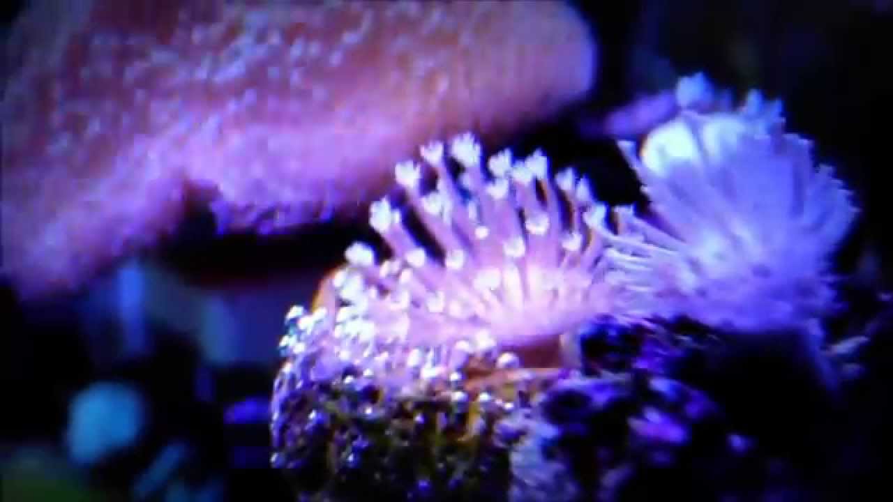 25Gallon Nano Reef Tank
