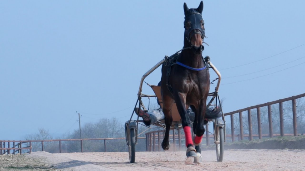 Lad driver: un métier dans l'ombre des champions