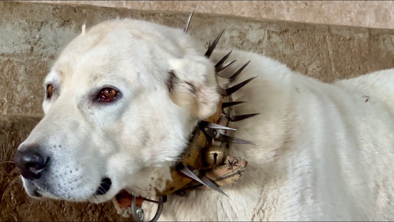 YOZGAT’IN BEYAZ ÇOBAN KÖPEKLERİ | AKBAŞ DEĞİLLER !!!