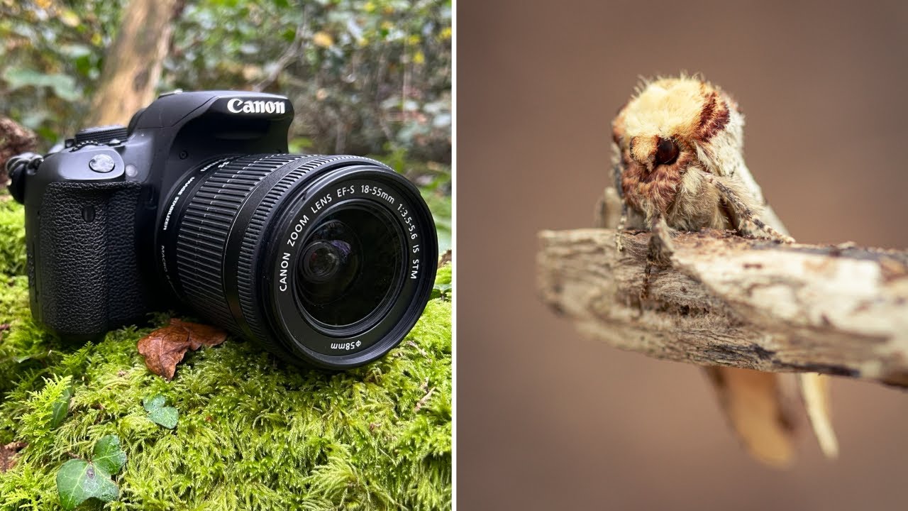 Behind the shot: Buff-tip Moth | Wildlife Photographer Vlog | Macro Photography