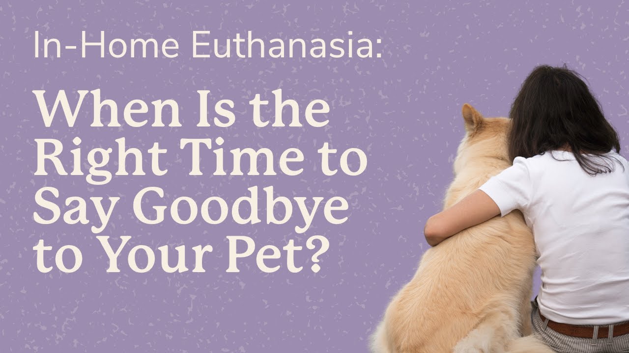 How Do I Know When it's Time to Say Goodbye to my Pet?