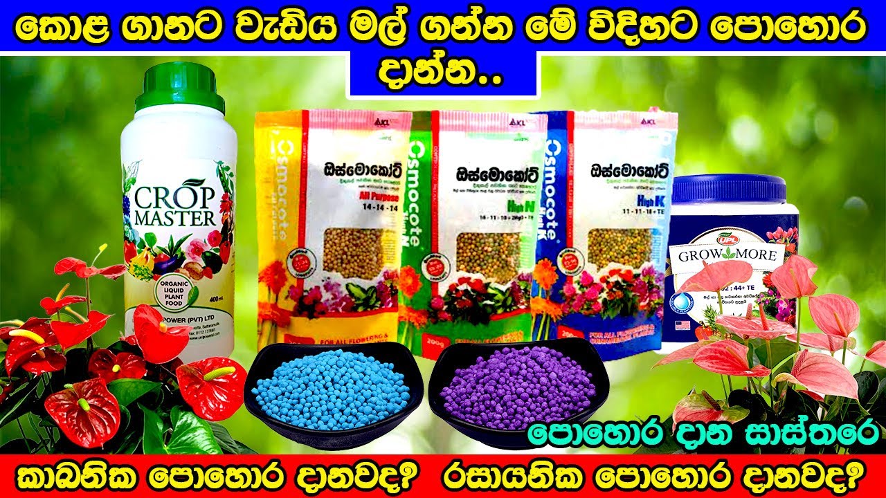 Anthurium Fertilizer-ඇන්තුරියම් පොහොර -Anthurium pohora-පිරිලා ඉතිරෙන්න ඇන්තූරියම් මල් ගමු