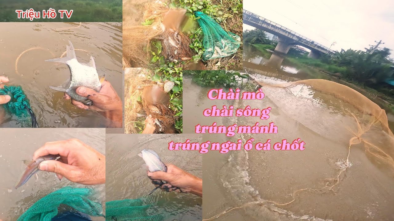 Cuộc Sống Miền T&acirc;y Ch&agrave;i M&ograve; Ch&agrave;i C&aacute; S&ocirc;ng Tự Nhi&ecirc;n | トリウホーTV