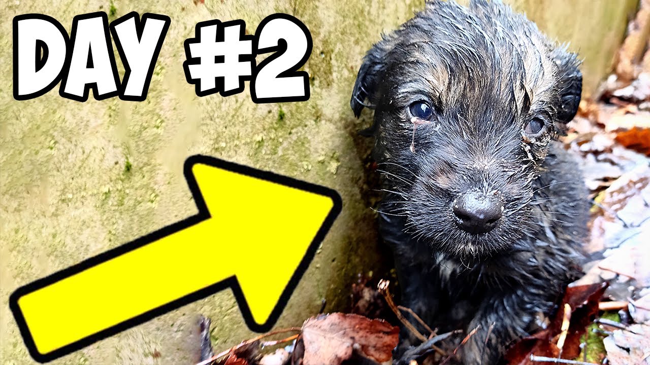 Small Puppy Barely Survived 30 Days After Losing His Mom