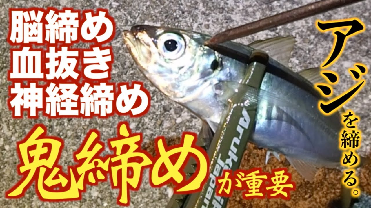 釣り場での魚、アジの締め方「脳締め、血抜き、神経締め、鬼締め」horse mackerel Ikejime