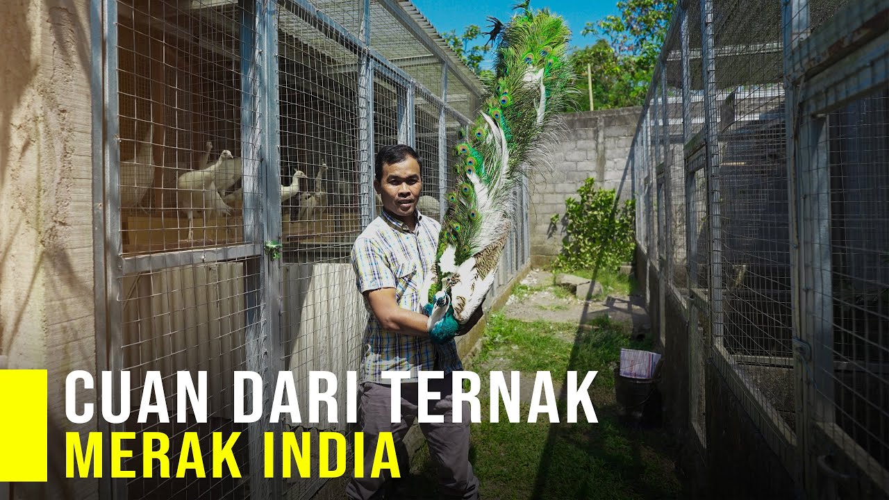 Raup Puluhan Juta dari Ternak Merak India