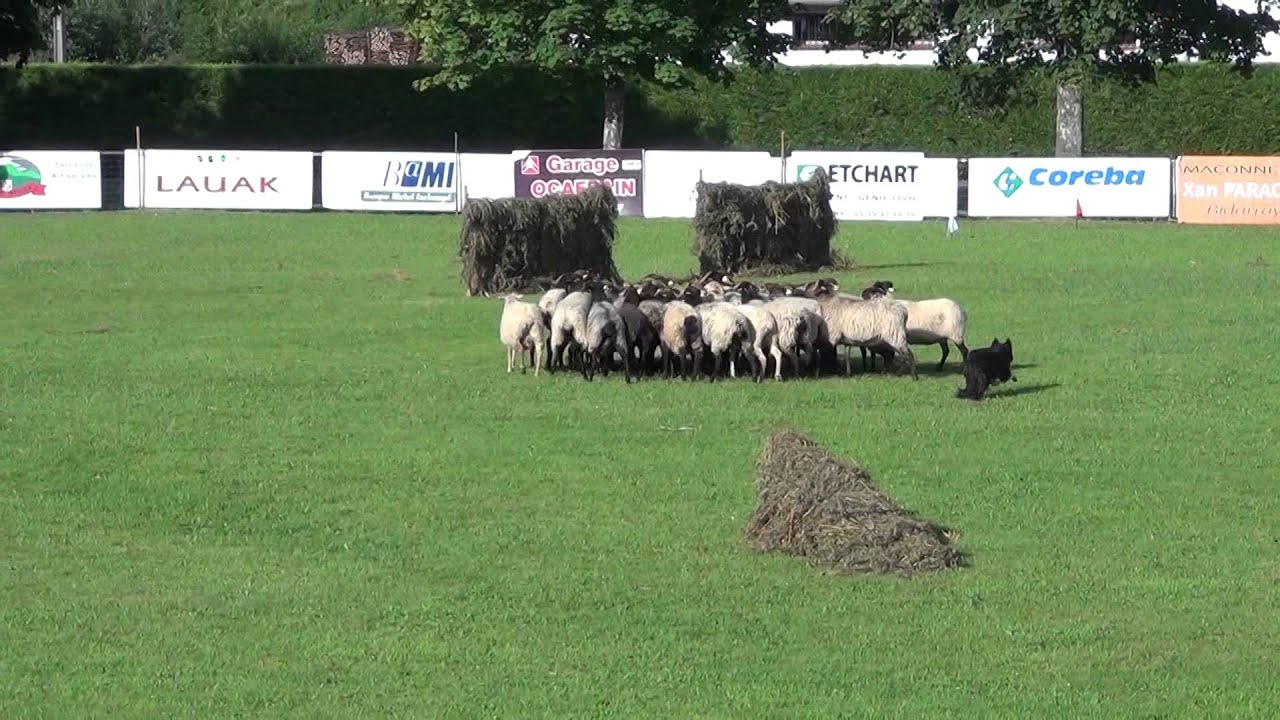Concours de chiens de  bergers Pays Basque 2015