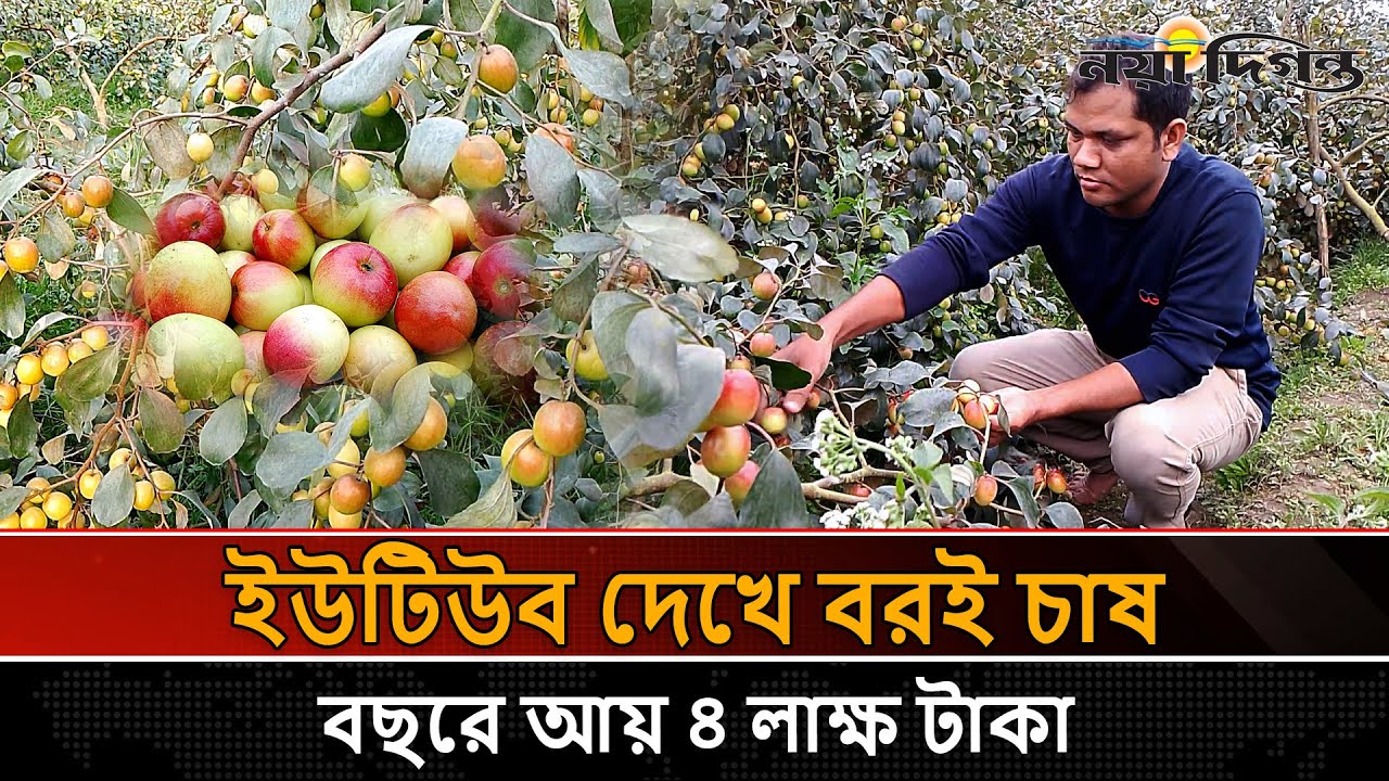 যে বরই চাষ করে বছরে আয় ৪ লক্ষ টাকা | Boroi | Naya Diganta special