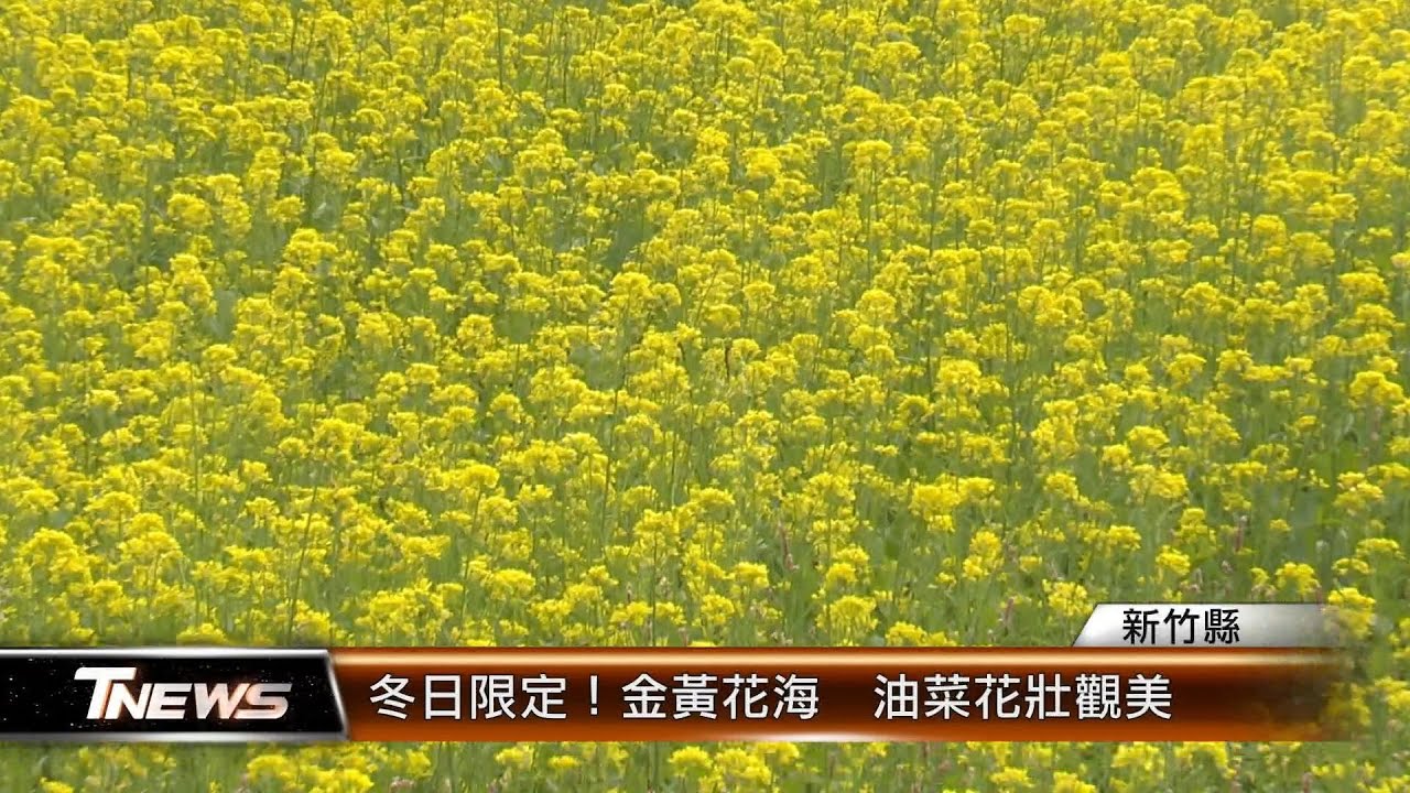 冬日限定！金黃花海  油菜花壯觀美│T-NEWS聯播網