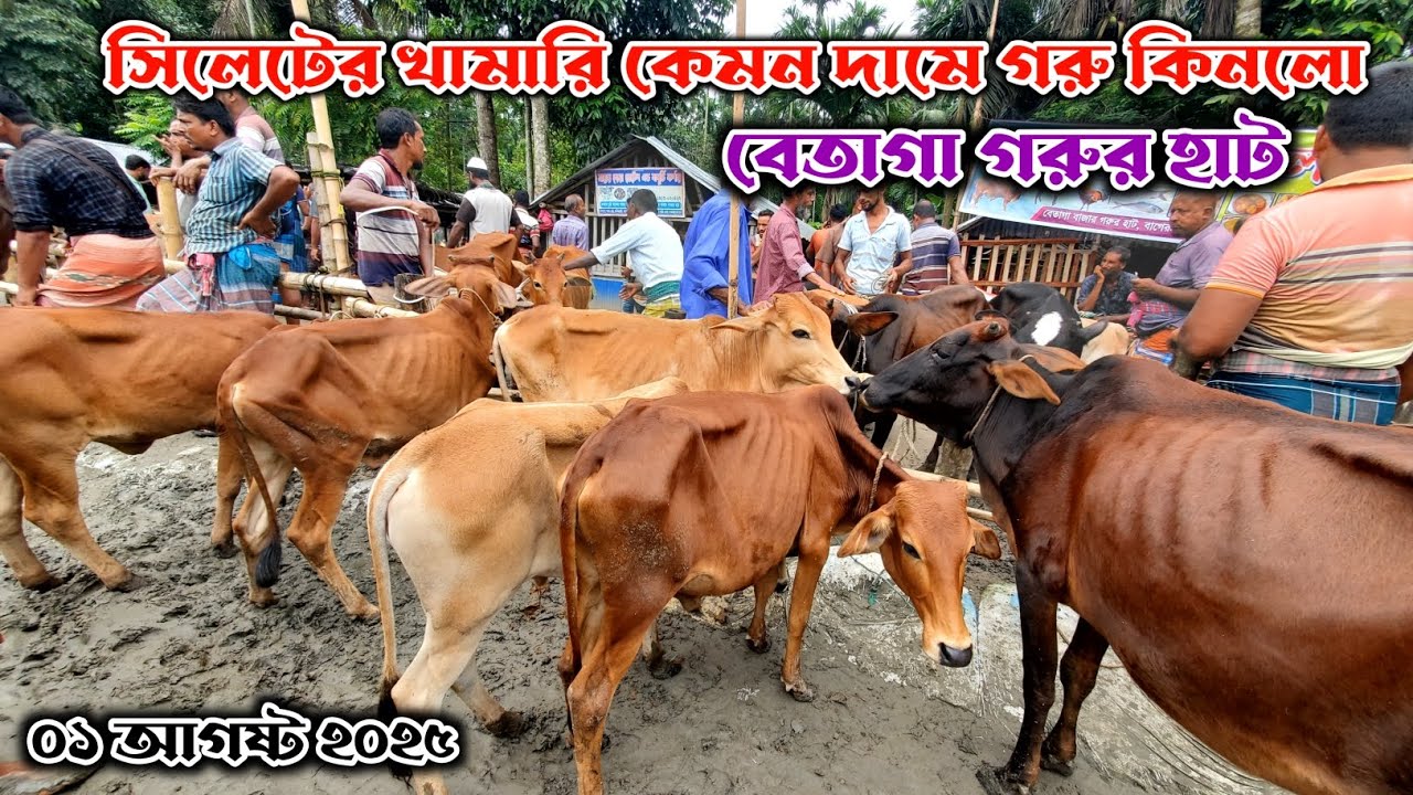 সিলেটের খামারি কেমন দামে গরু কি*নলো, কতটা খুশি | বেতাগা গরুর হাট | 1 আগস্ট 2025 | Gorur Haat BD 