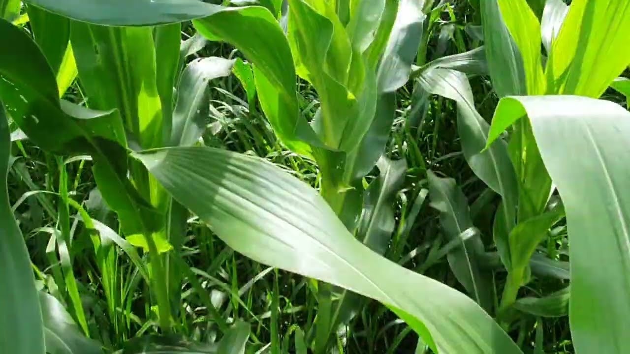 CONSÓRCIO DE MOMBAÇA COM TAMANI - Pesquisa