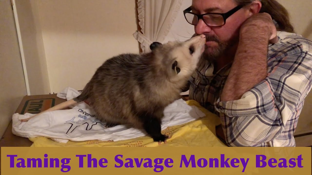 Taming The Savage Beast - Monkey Possum Bedtime