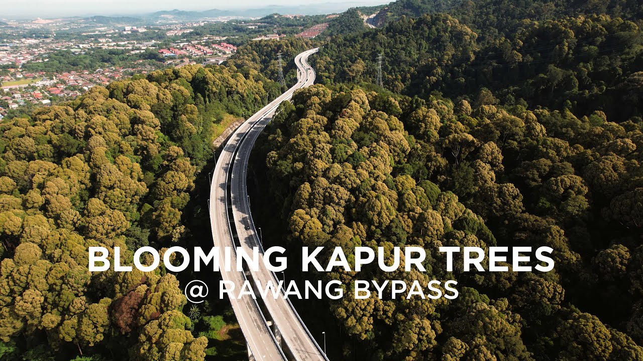 Blooming Kapur Trees along Rawang Bypass