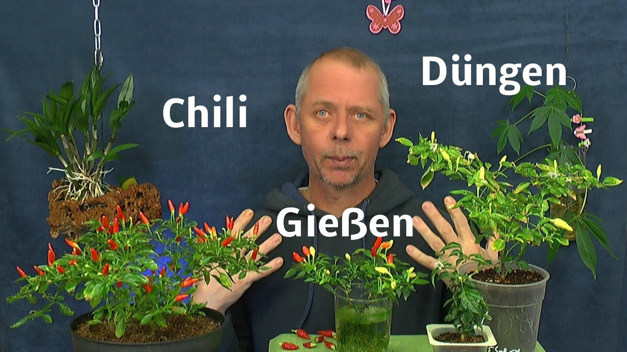 Chili im Haus biologisch Düngen und Gießen