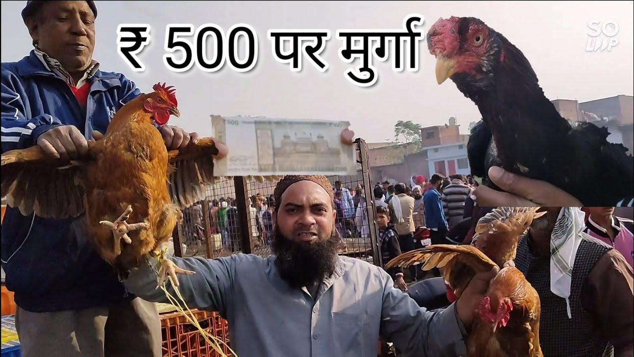 मुर्गा बाजार किरतपुर इतवार बाजार / Hen Market kiratpur jila Bijnor utterpradesh /28 November 2021