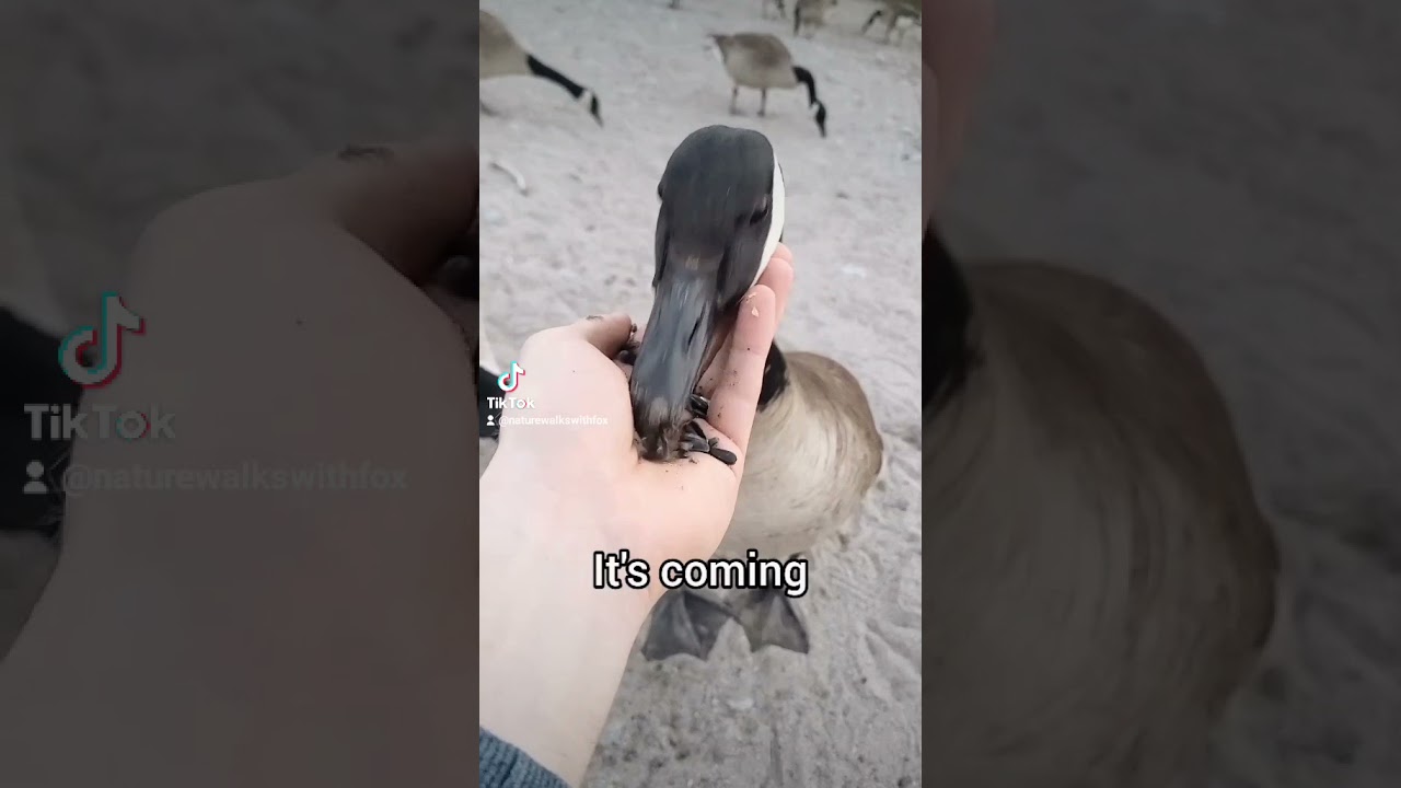Canada Geese Attack