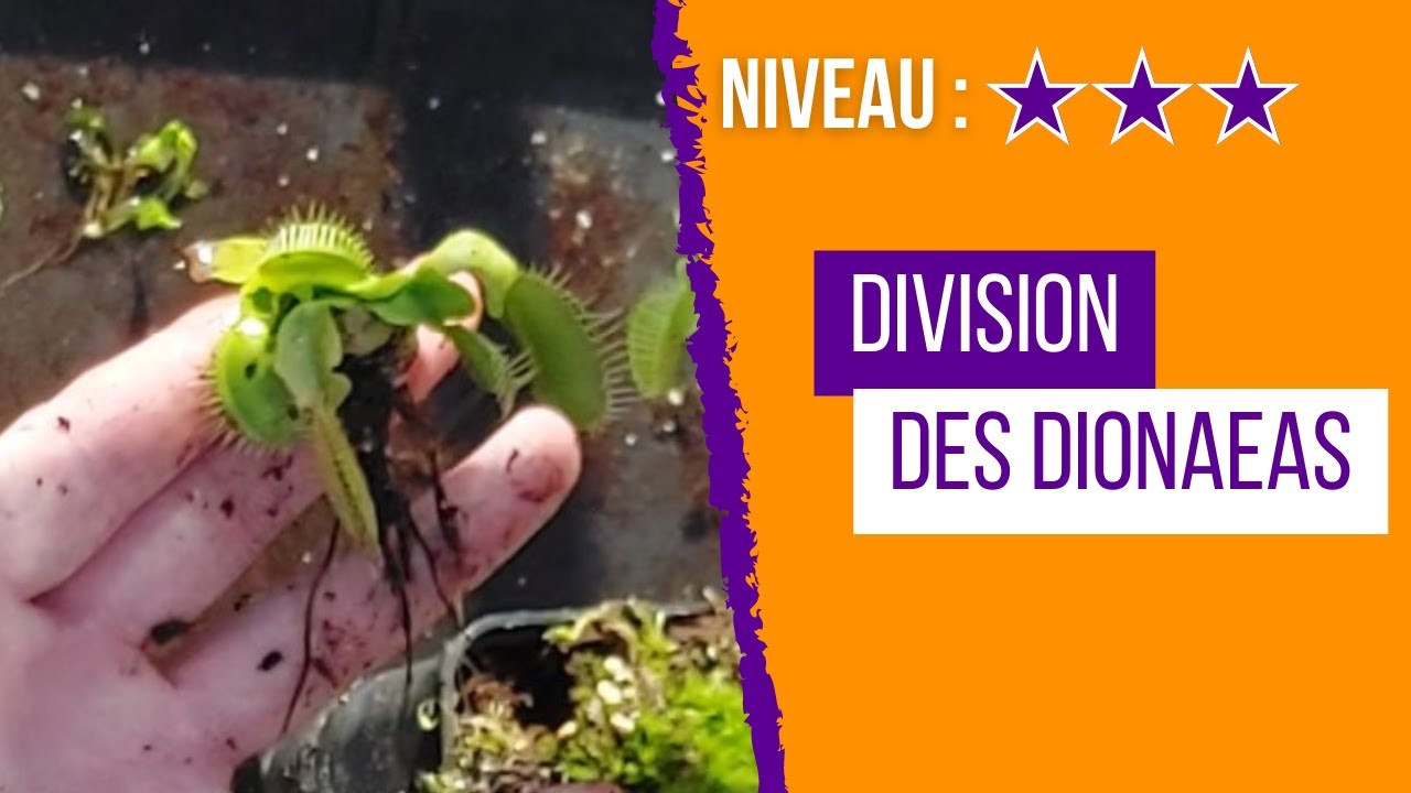 Comment diviser une Dionee attrape mouche ? ( Dionaea muscipula )