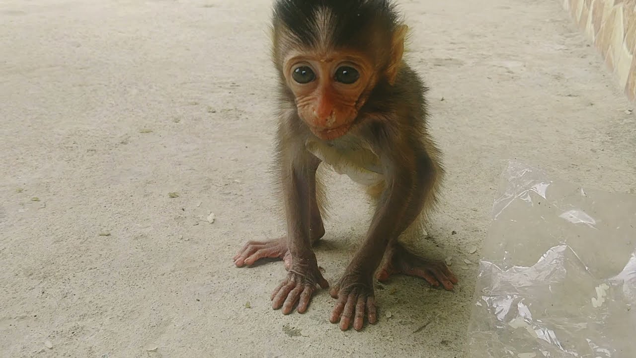 Miki baby monkey playing with cat