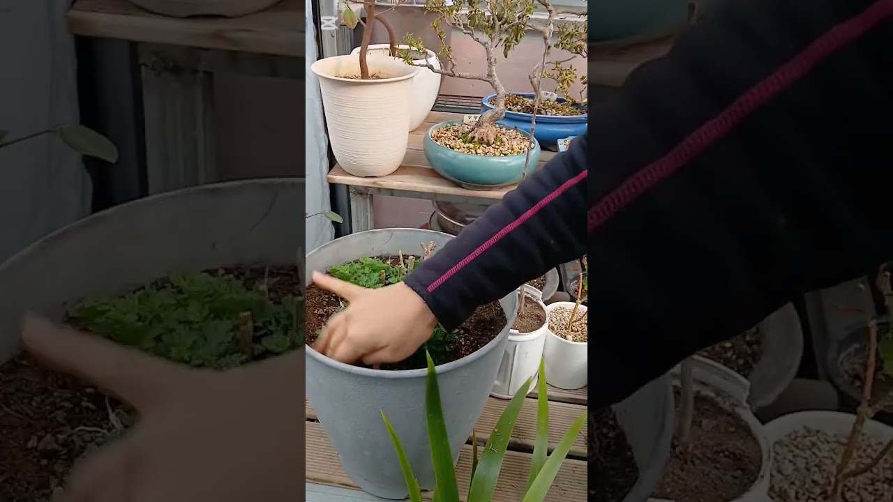국화 봄맞이 컷트 했어요♡♡♡