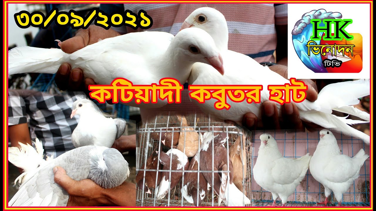কটিয়াদি কবুতর হাট// মাথা নষ্ট করা কবুতর হাটে// বেশ জমজমাট কিশোরগঞ্জ কবুতর হাট/ তারিখ 30/09/2021