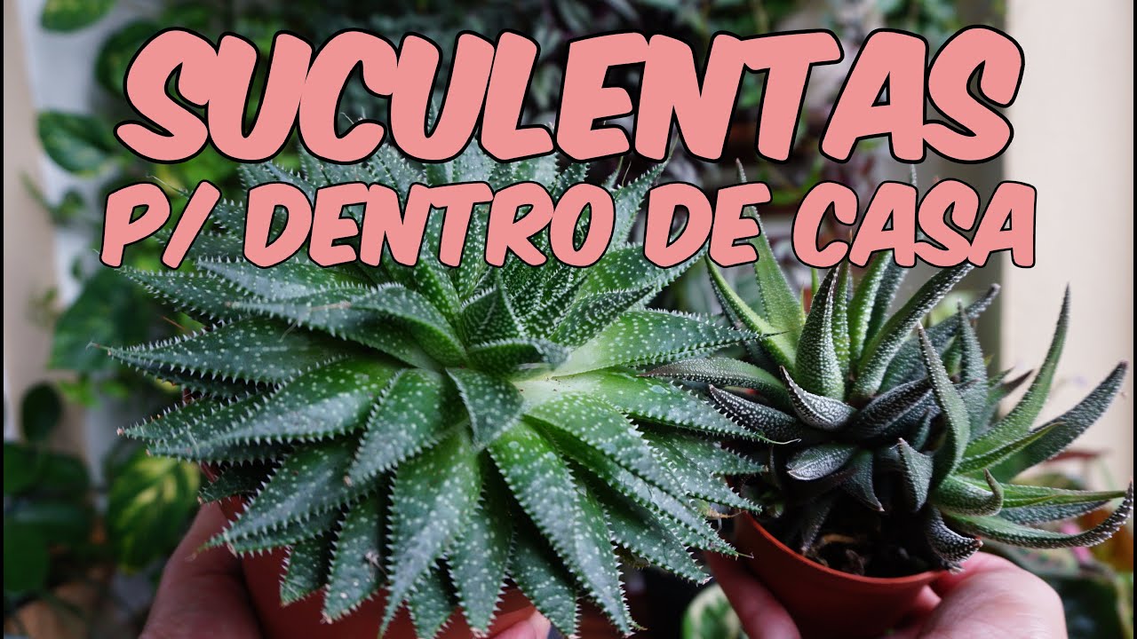 30 Suculentas de sombra com nomes para dentro de casa