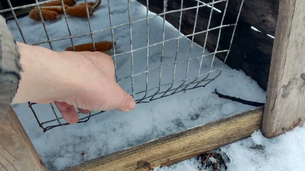 ЛОВУШКА ДЛЯ ФАЗАНІВ В УМЕНШОНОМ ВАРІАНТІ.ПОСТАВИЛИ ВПЕРШЕ ЗА ТРИ РОКИ.МОЖНА ВПІЙМАТИ НАВІТЬ ЛИСИЦЮ.