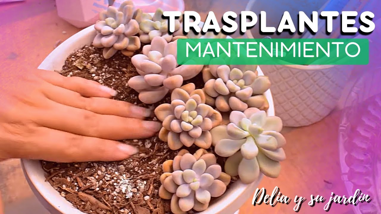 Acompáñame a trasplantar 3 arreglos suculentos🌱| Regalitos de subscriptores 💚