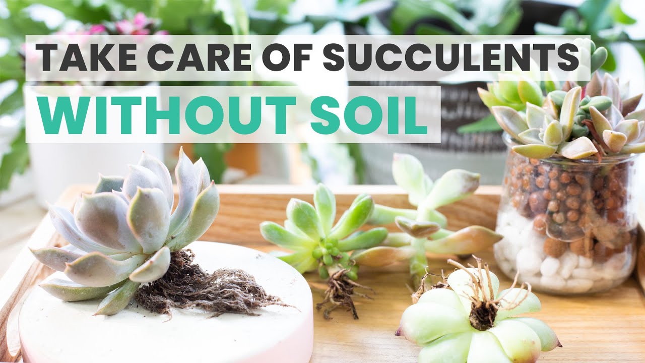 HOW LONG CAN SUCCULENTS SURVIVE WITHOUT SOIL | SUCCULENT CARE TIPS