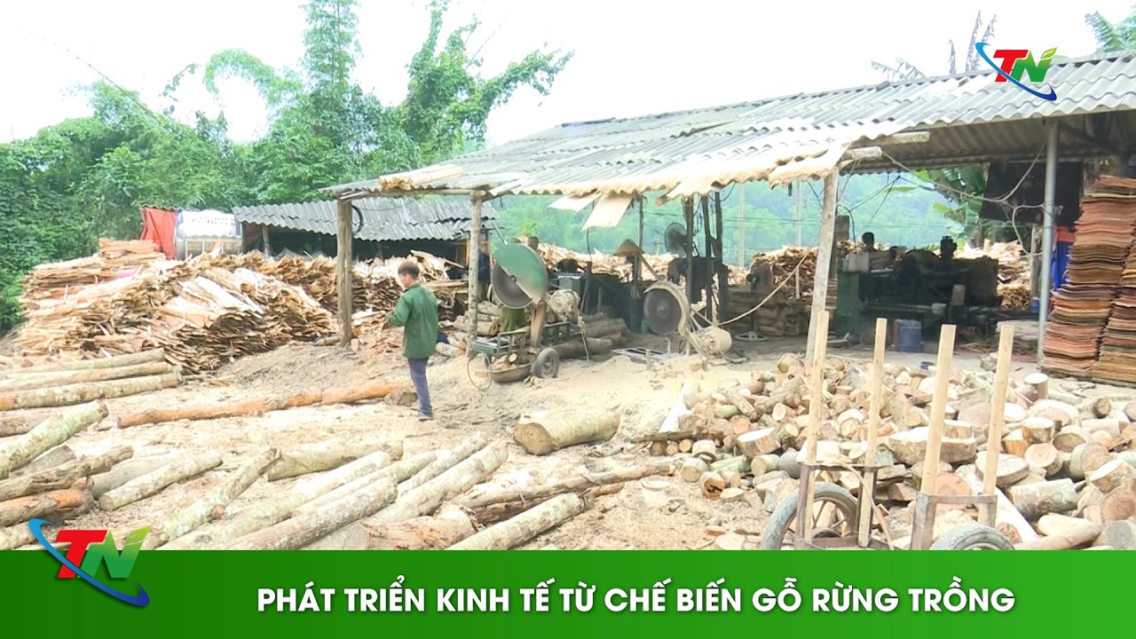 Phát triển kinh tế từ chế biến gỗ rừng trồng