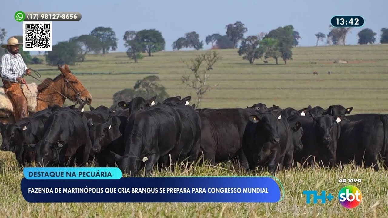 Criador de gado da raça brangus se prepara para congresso mundial