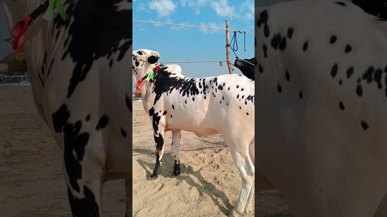 Gondal mandi update|Gondal mandi 2025 collection beauyiful bulls@safdartv