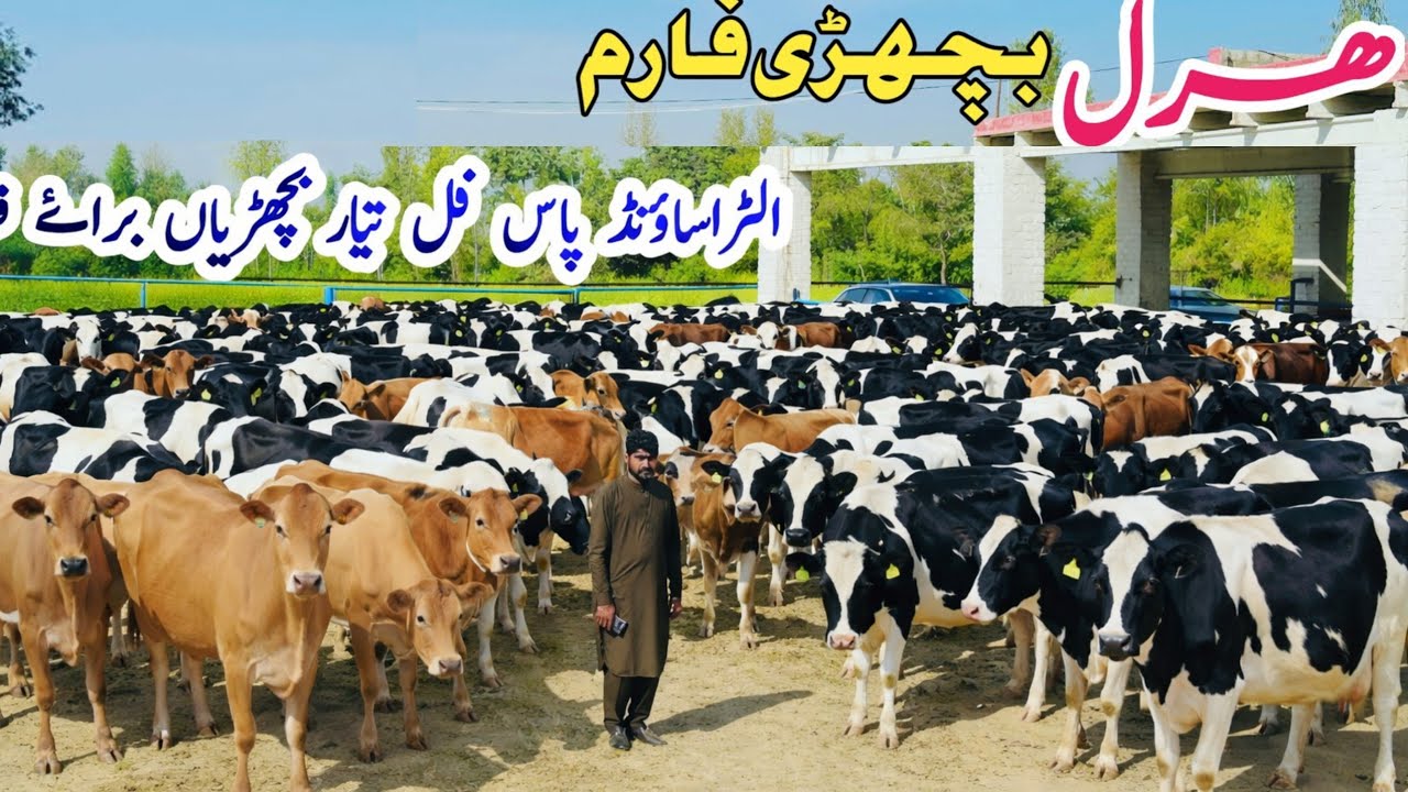 💥 70 Imported Dairy Heifers at One Place | Biggest Dairy Farm in Punjab | PK Janwar Mandi