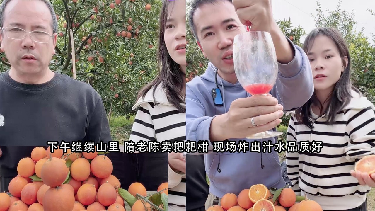 下午继续山里 陪老陈卖耙耙柑 现场炸出汁水品质好