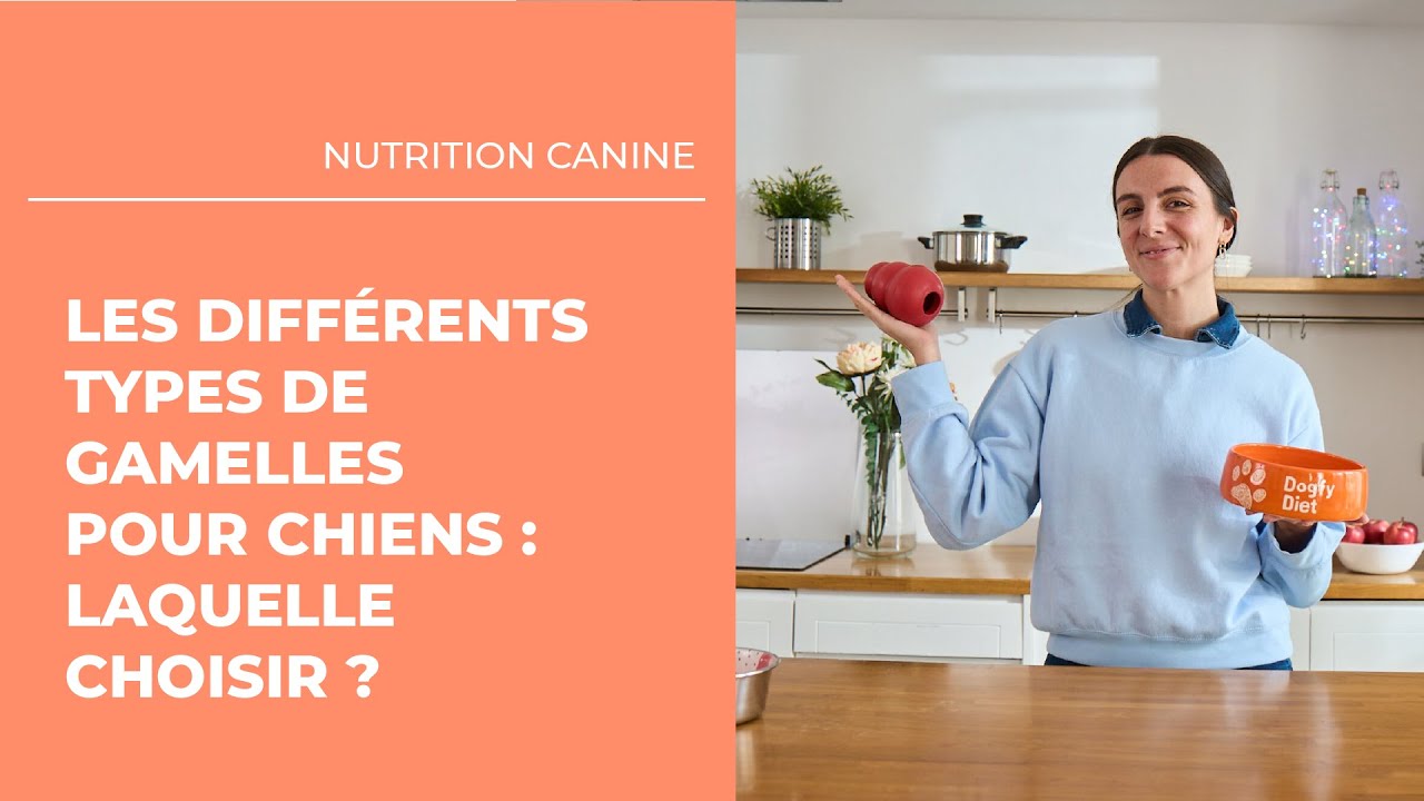 Les différents types de gamelles pour chiens : laquelle choisir ? 🐶
