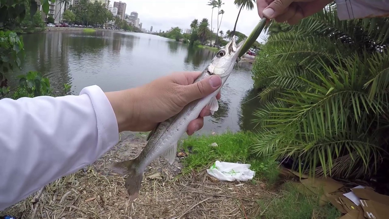 Baracuda Fishing in Hawaii - Waikiki - Ala Wai Canal